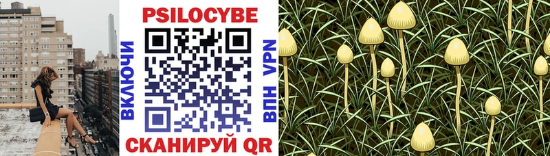 Купить где  Губкин  Галлюциногенные грибы MAGIC MUSHROOMS 